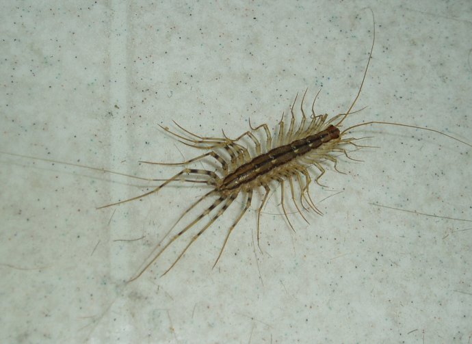 silverfish centipede spiders goddamn guest special thousand somehow worse turns actually times which